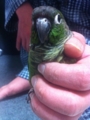 [Conure][ウロコインコ]