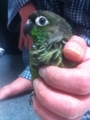 [Conure][ウロコインコ]