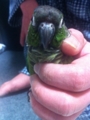 [Conure][ウロコインコ]