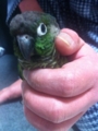 [Conure][ウロコインコ]