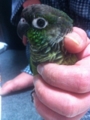 [Conure][ウロコインコ]