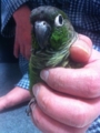 [Conure][ウロコインコ]
