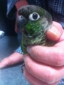 [Conure][ウロコインコ]