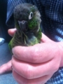 [Conure][ウロコインコ]
