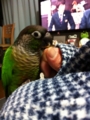 [Conure][ウロコインコ]