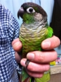 [Conure][ウロコインコ]