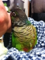 [Conure][ウロコインコ]