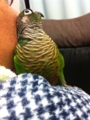 [Conure][ウロコインコ]