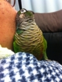 [Conure][ウロコインコ]
