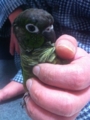 [Conure][ウロコインコ]