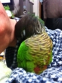 [Conure][ウロコインコ]
