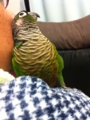[Conure][ウロコインコ]