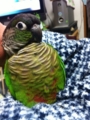 [Conure][ウロコインコ]