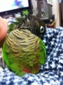 [Conure][ウロコインコ]