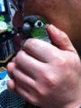 [Conure][ウロコインコ]