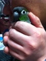 [Conure][ウロコインコ]