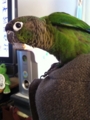 [Conure][ウロコインコ]