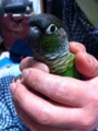 [Conure][ウロコインコ]
