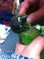 [Conure][ウロコインコ]
