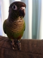 [Conure][ウロコインコ]