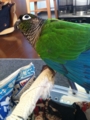 [Conure][ウロコインコ]