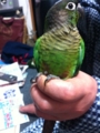 [Conure][ウロコインコ]
