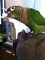 [Conure][ウロコインコ]