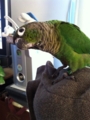 [Conure][ウロコインコ]