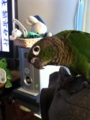 [Conure][ウロコインコ]