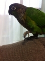 [Conure][ウロコインコ]