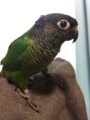 [Conure][ウロコインコ]