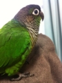 [Conure][ウロコインコ]