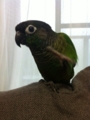 [Conure][ウロコインコ]