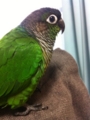 [Conure][ウロコインコ]