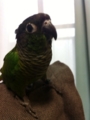 [Conure][ウロコインコ]