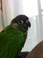 [Conure][ウロコインコ]