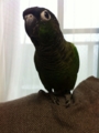[Conure][ウロコインコ]