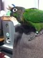 [Conure][ウロコインコ]