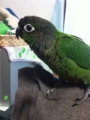 [Conure][ウロコインコ]