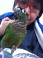 [Conure][ウロコインコ]