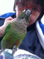 [Conure][ウロコインコ]