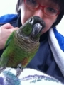 [Conure][ウロコインコ]