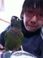[Conure][ウロコインコ]