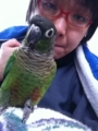 [Conure][ウロコインコ]