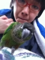[Conure][ウロコインコ]