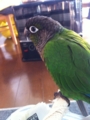 [Conure][ウロコインコ]