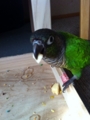 [Conure][ウロコインコ]