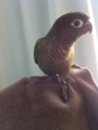 [Conure][ウロコインコ]