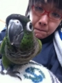 [Conure][ウロコインコ]