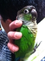 [Conure][ウロコインコ]